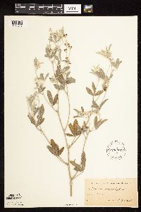 Pediomelum argophyllum image
