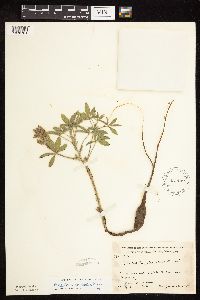 Image of Pediomelum esculentum