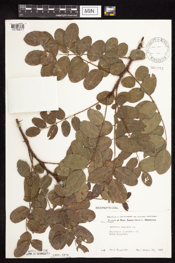 Robinia hispida image