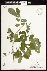 Image of Robinia pseudoacacia