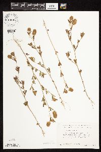 Image of Trifolium arvense