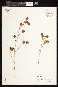 Image of Trifolium aureum