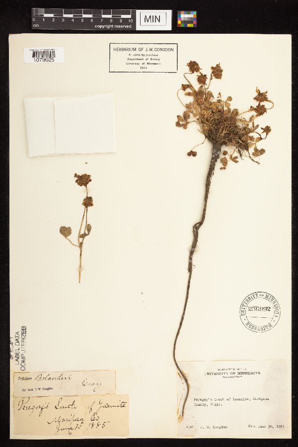 Trifolium bolanderi image