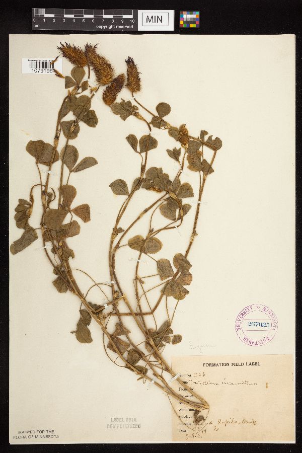 Trifolium incarnatum image