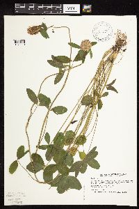 Trifolium pratense image