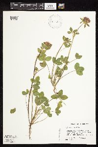 Trifolium pratense image