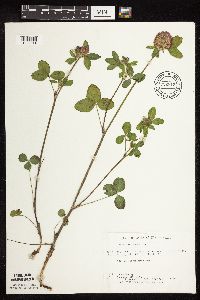 Trifolium pratense image