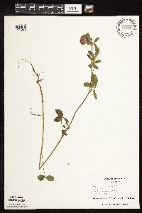 Trifolium pratense image