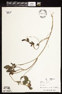 Trifolium pratense image