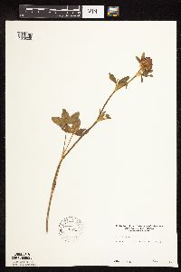 Trifolium pratense image