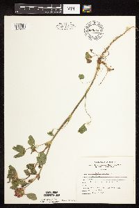 Trifolium pratense image