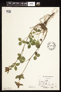 Trifolium pratense image