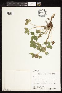 Trifolium pratense image