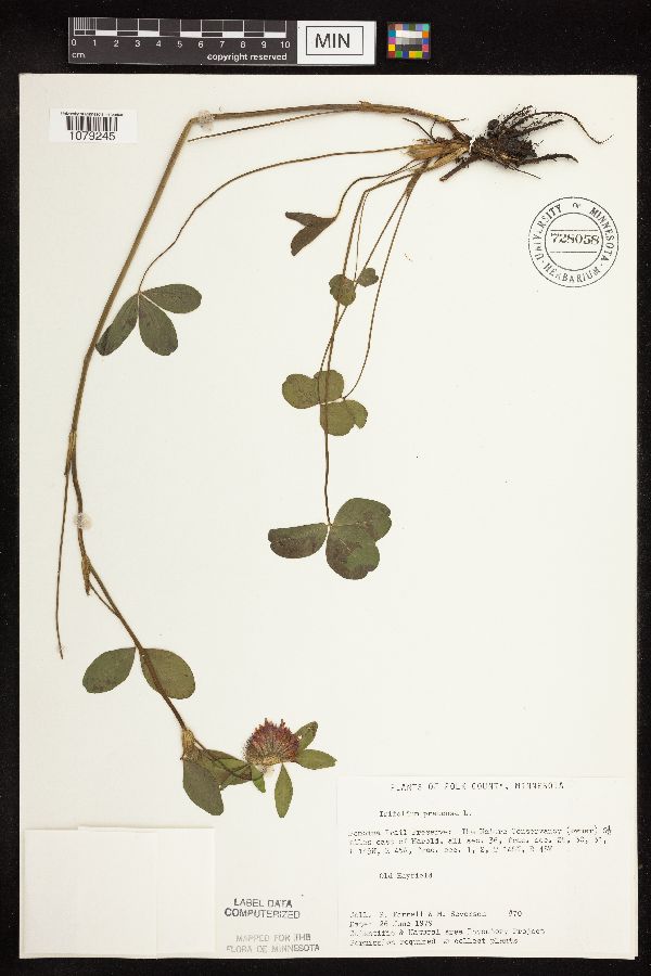 Trifolium pratense image