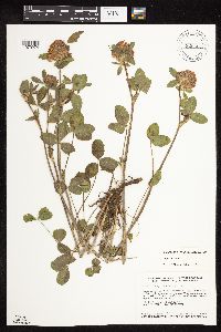 Trifolium pratense image