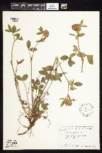 Trifolium pratense image