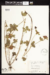 Trifolium pratense image