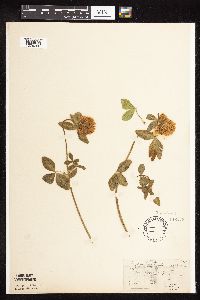 Trifolium pratense image