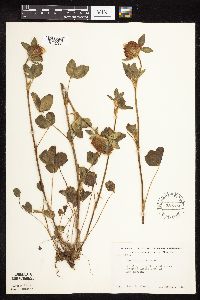 Trifolium pratense image