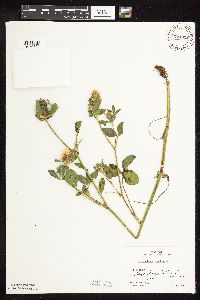 Trifolium pratense image