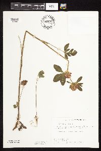 Trifolium pratense image