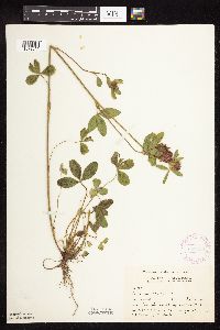 Trifolium pratense image