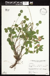 Trifolium pratense image