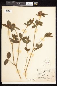 Trifolium pratense image