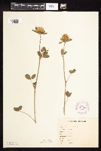 Trifolium pratense image