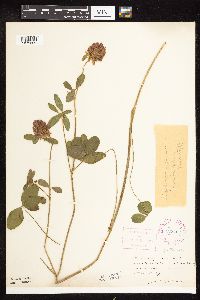 Trifolium pratense image