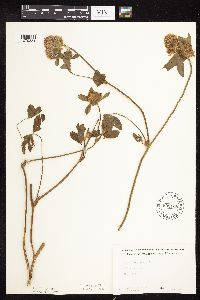 Trifolium pratense image