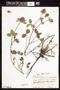 Trifolium pratense image