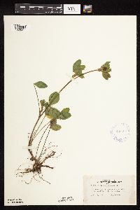 Trifolium pratense image