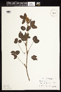 Trifolium pratense image