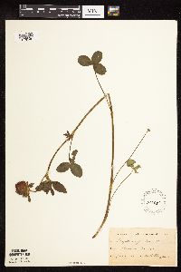 Trifolium pratense image