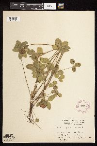 Trifolium pratense image