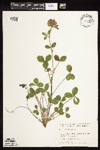 Trifolium pratense image