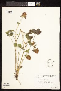 Trifolium pratense image