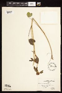 Trifolium pratense image