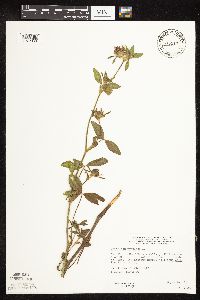 Trifolium pratense image