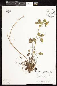 Trifolium pratense image