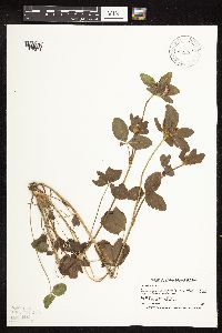 Trifolium pratense image