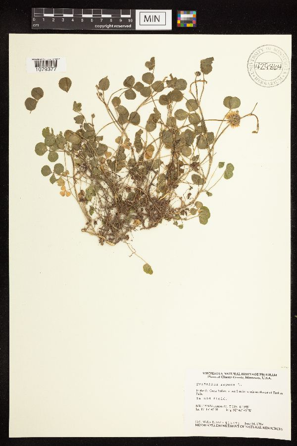 Trifolium repens image