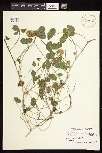 Trifolium repens image