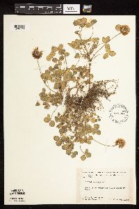 Trifolium repens image