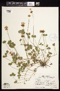 Trifolium repens image