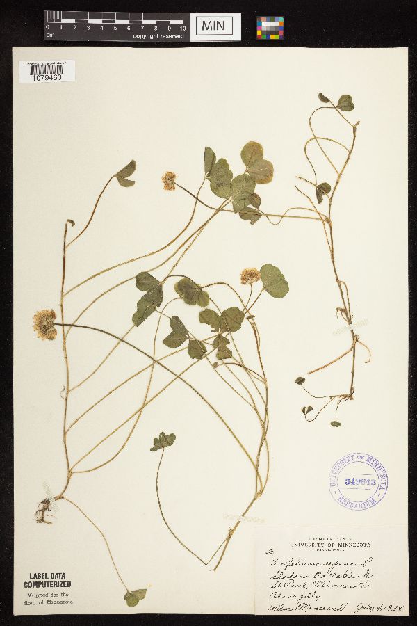 Trifolium repens image