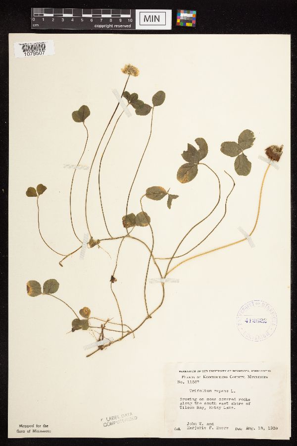 Trifolium repens image