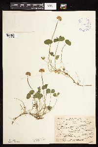 Trifolium repens image