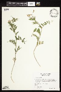 Vicia americana image